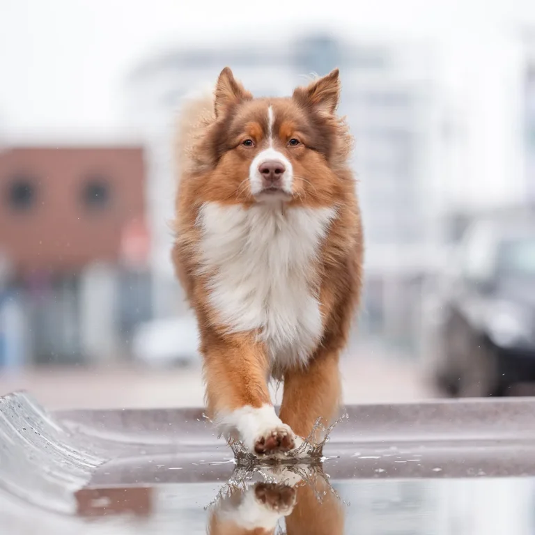 Red-wildfire-Aussie-hund-leer-ostfriesland