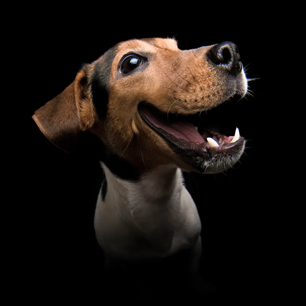 jack-russel-hund-lachen-fotostudio